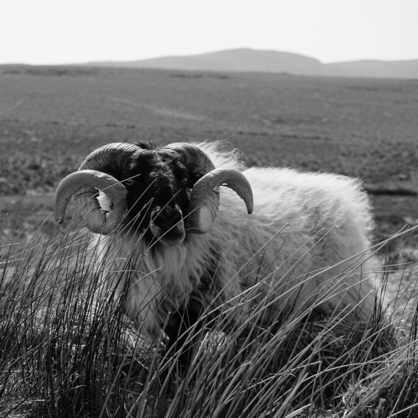 Schaf-in-Irland